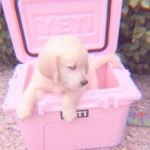 Meet your Posher, Fa1ry